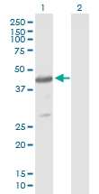 H00027128-B01P - Cytohesin 4