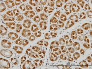 H00027161-M01 - EIF2C2 / AGO2