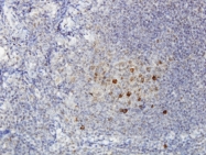 H00027299-M01 - ADAMDEC1
