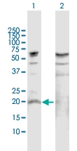 H00029949-D01P - Interleukin-19 / IL19