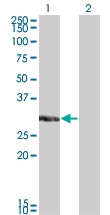 H00030819-M01 - KCNIP2