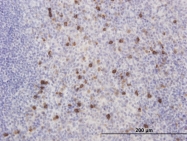 H00030819-M01 - KCNIP2