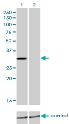H00030819-M01 - KCNIP2