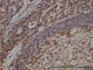 H00050619-M01 - DEF6