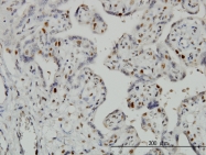 H00051053-M01 - Geminin