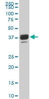H00051334-A01 - Proline-rich protein 16 / PRR16