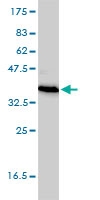 H00051368-M01 - TEX264