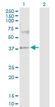 H00051422-D01P - AMPK gamma-2 chain / PRKAG2