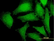 H00051422-M01 - AMPK gamma-2 chain / PRKAG2