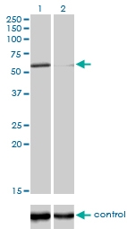 H00051426-M01 - DNA polymerase kappa