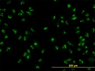 H00051491-M01 - NOP16