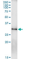 H00051715-D01 - RAB23