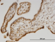 H00051734-M02 - SEPX1 / MSRB1