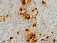 H00051738-M09 - Ghrelin / GHRL