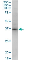 H00053407-M13 - Syntaxin 18 / STX18