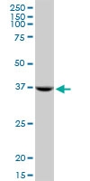 H00053407-M13 - Syntaxin 18 / STX18