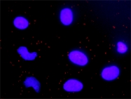H00054205-D01P - Cytochrome c