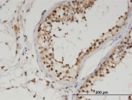 H00055236-M08 - UBA6 / MOP4