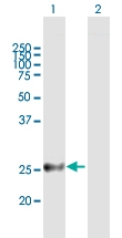 H00055686-B01P - Melanoregulin