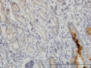 H00055746-M01 - NUP133