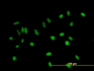 H00056672-B01P - BCA3