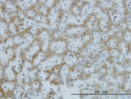 H00056913-M01 - C1GALT1