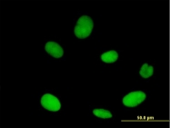 H00057510-B01 - XPO5 / Exportin-5