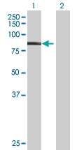 H00057626-B01 - Kelch-like 1 protein