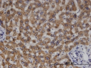 H00064087-M05 - MCCC2