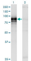 H00064399-M01 - Hedgehog-interacting protein / HHIP