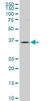 H00065061-A01 - PFTK2 / CDK15