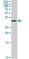 H00065061-A01 - PFTK2 / CDK15