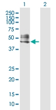 H00065078-D01P - Nogo 66 receptor