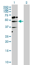 H00065220-D01P - NAD kinase
