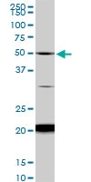 H00065220-M01 - NAD kinase