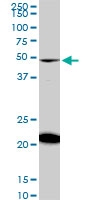 H00065220-M01 - NAD kinase