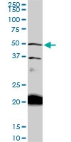 H00065220-M01 - NAD kinase