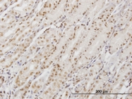 H00079039-M02 - DDX54
