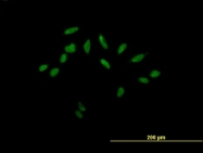 H00083459-B01 - RNF208