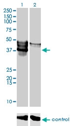 H00084197-M03 - SGK196