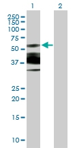 H00084656-B01P - Nuclear protein NP60 / N-PAC