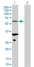 H00084790-D01P - alpha Tubulin / TUBA1C / TUBA6