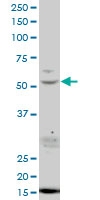H00085015-A01 - USP45