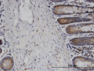 H00085015-M01 - USP45