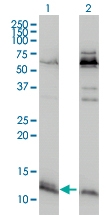 H00093974-M01 - ATPase inhibitor ATPIF1