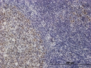 H00114034-M01 - TOE1