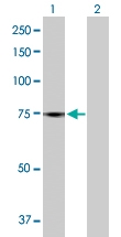 H00115361-B01P - GTP-binding protein 4 / GBP4