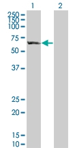 H00115362-B01 - GTP-binding protein 5 / GBP5