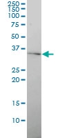 H00127534-M01 - GJB4 / Cx30.3
