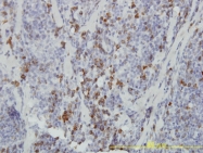 H00140462-M01 - ASB9